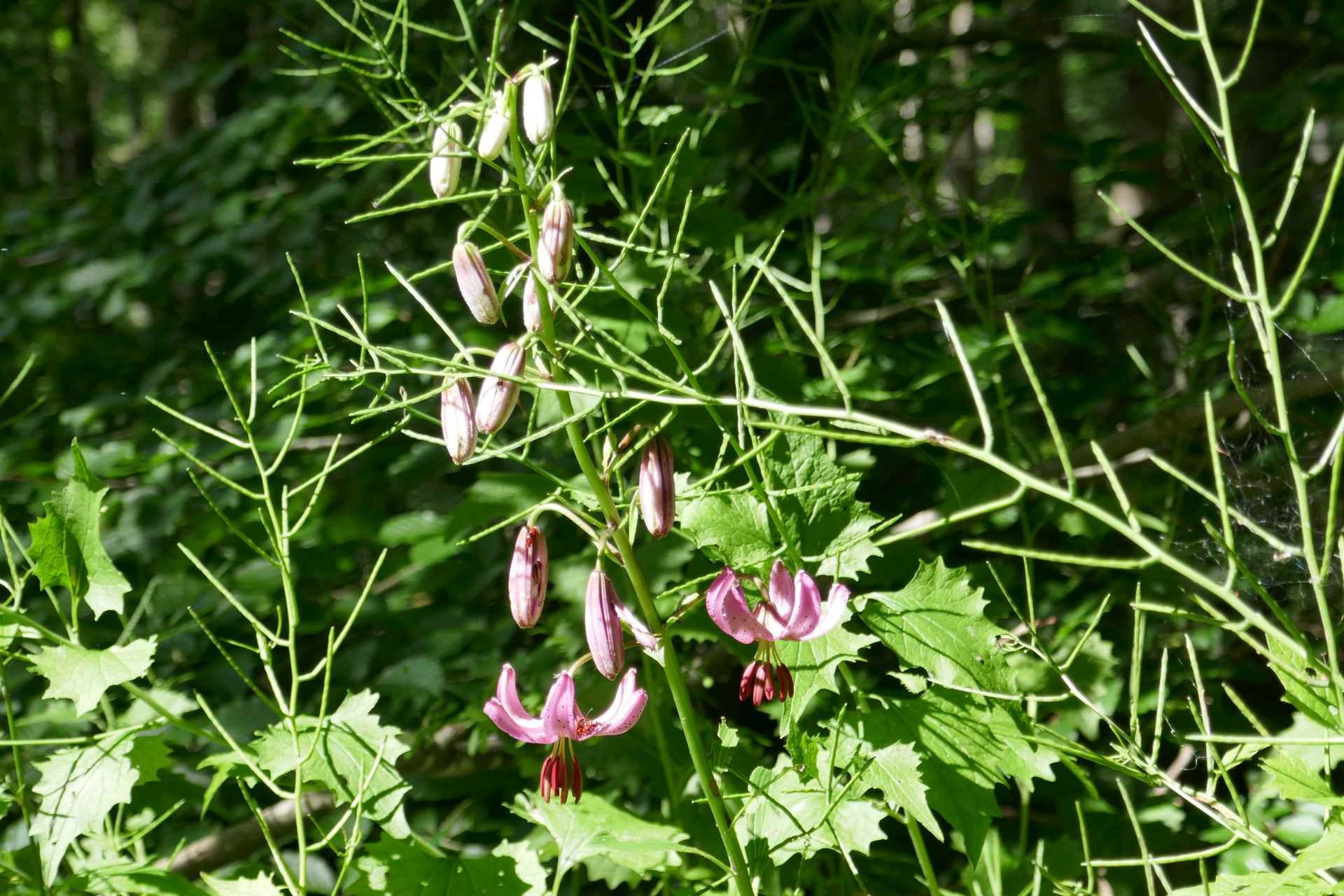 06 Juni - Rundwanderung um Lauchheim